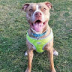 Meet your Posher, Jae